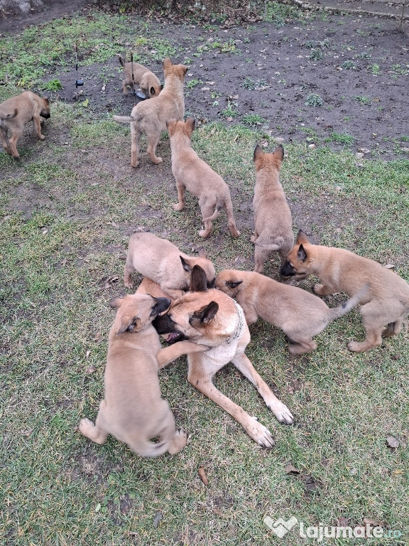 Ciobanesc belgian malinois