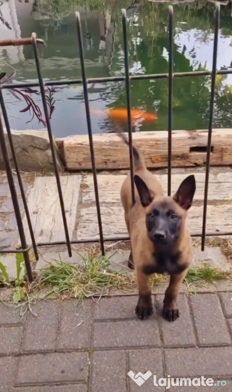 Malinois/Ciobanesc Belgian