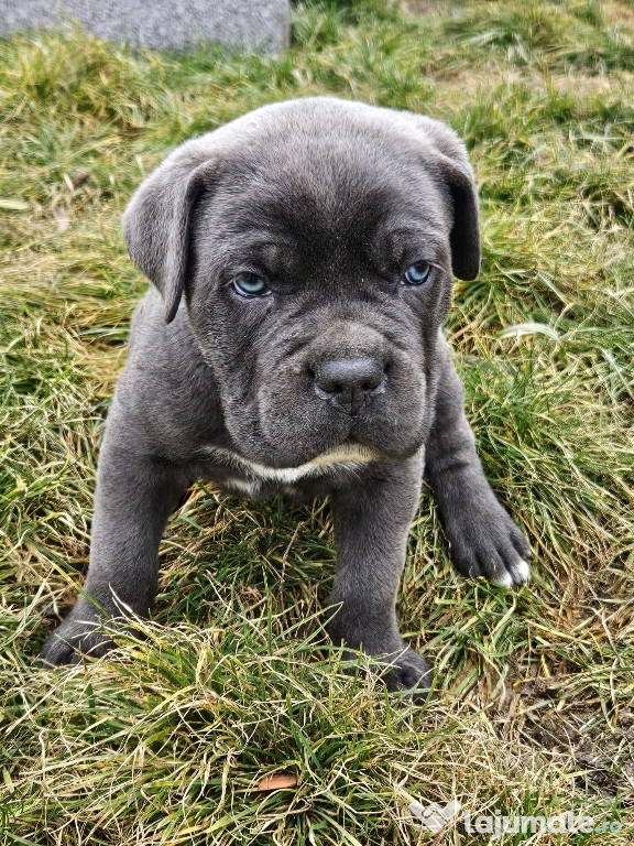 Pui Cane Corso disponibili