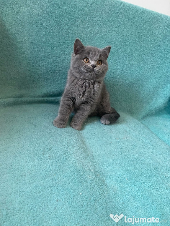 British shorthair puișori superbi