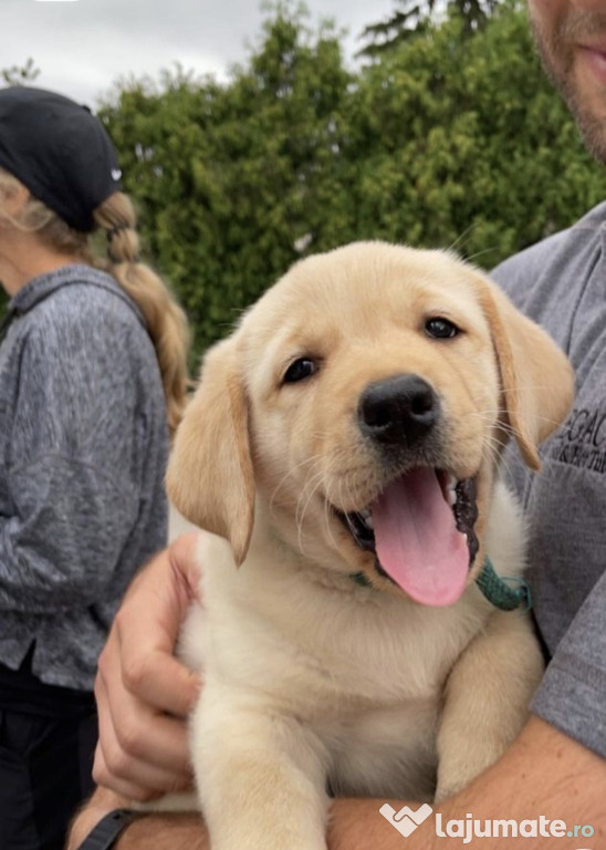 Labrador Retriever pui