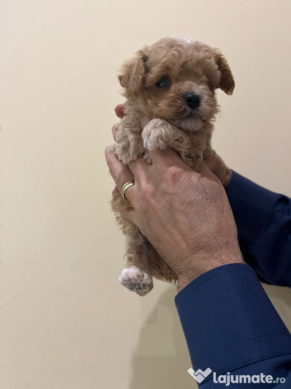 Pui Maltipoo toy 2 kg la maturitate