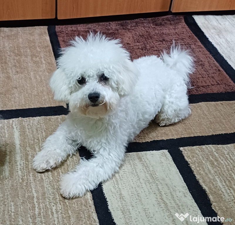 Bichon Bolognese cu pedigree si pasaport