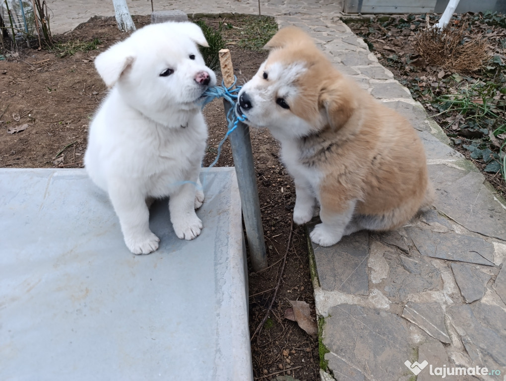 Akita Inu de vânzare