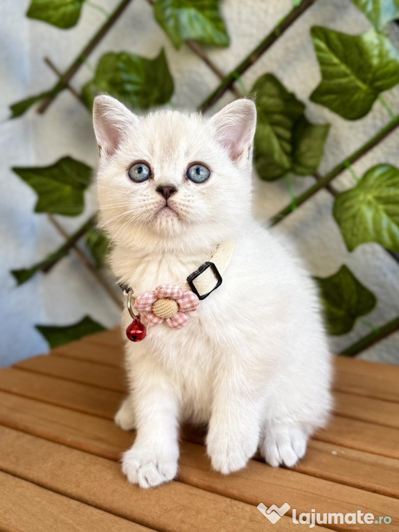 British shorthair băieței și fetițe