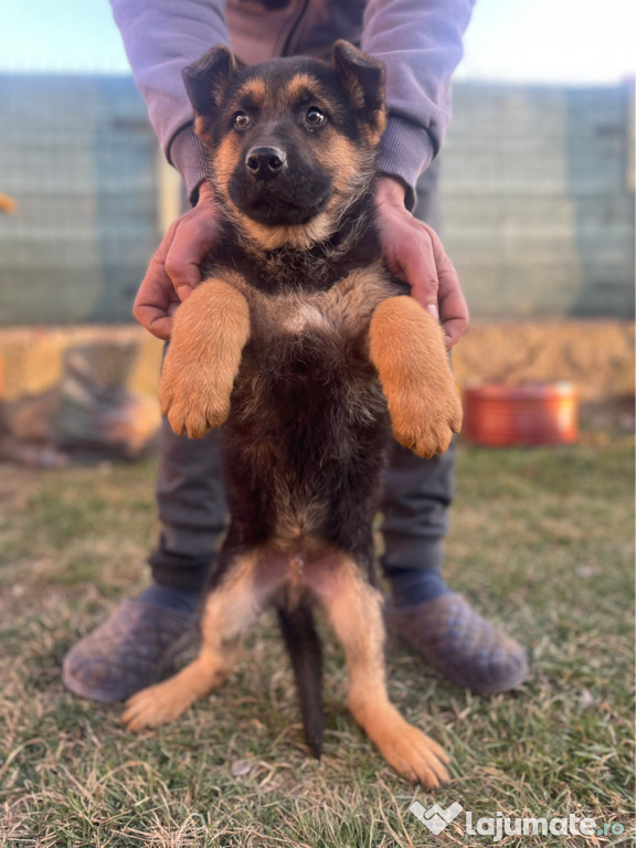 Vând pui ciobănesc german