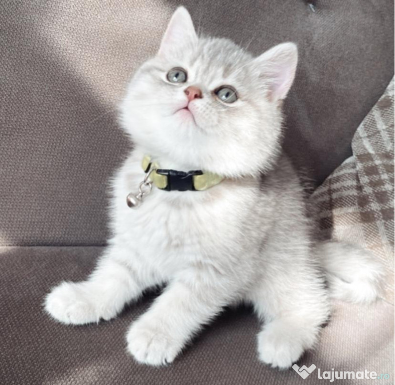 British shorthair puiuți