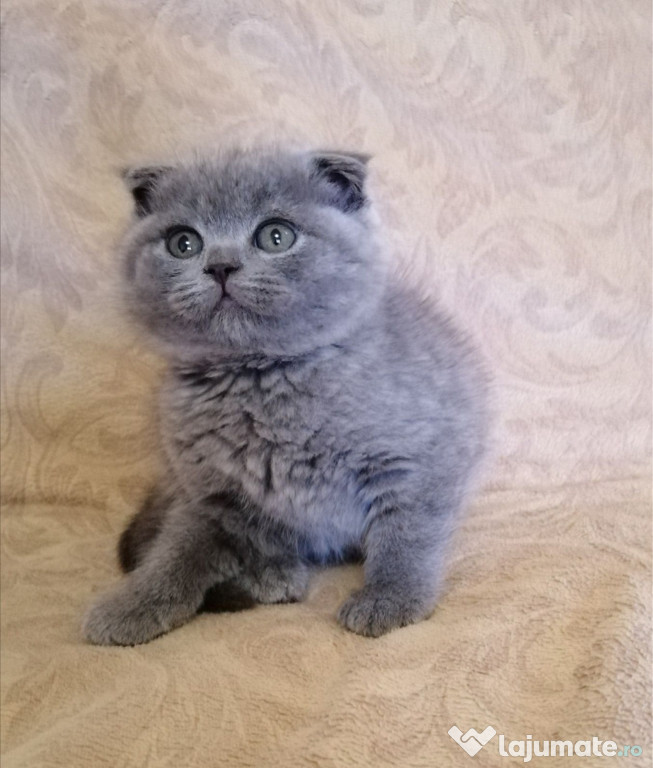 British shorthair băieței și fetițe