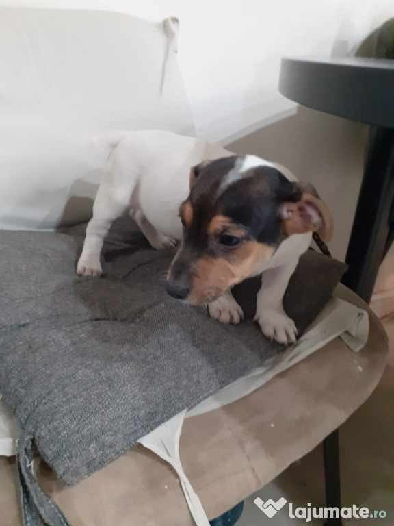 Cățel Jack Russel talie mica