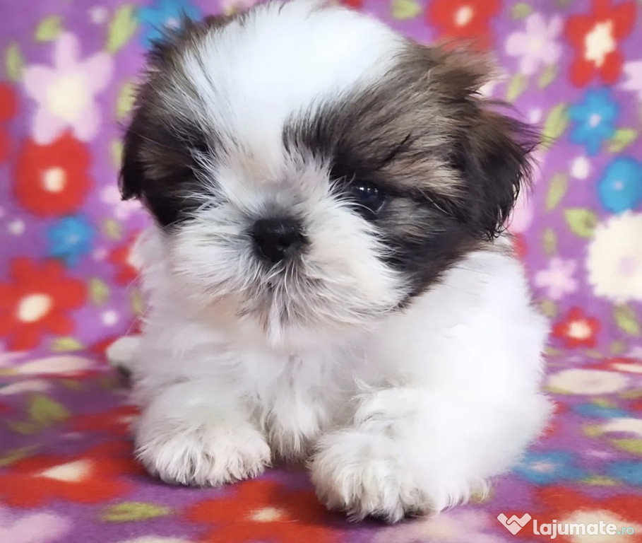 Shih Tzu/Shihtzu