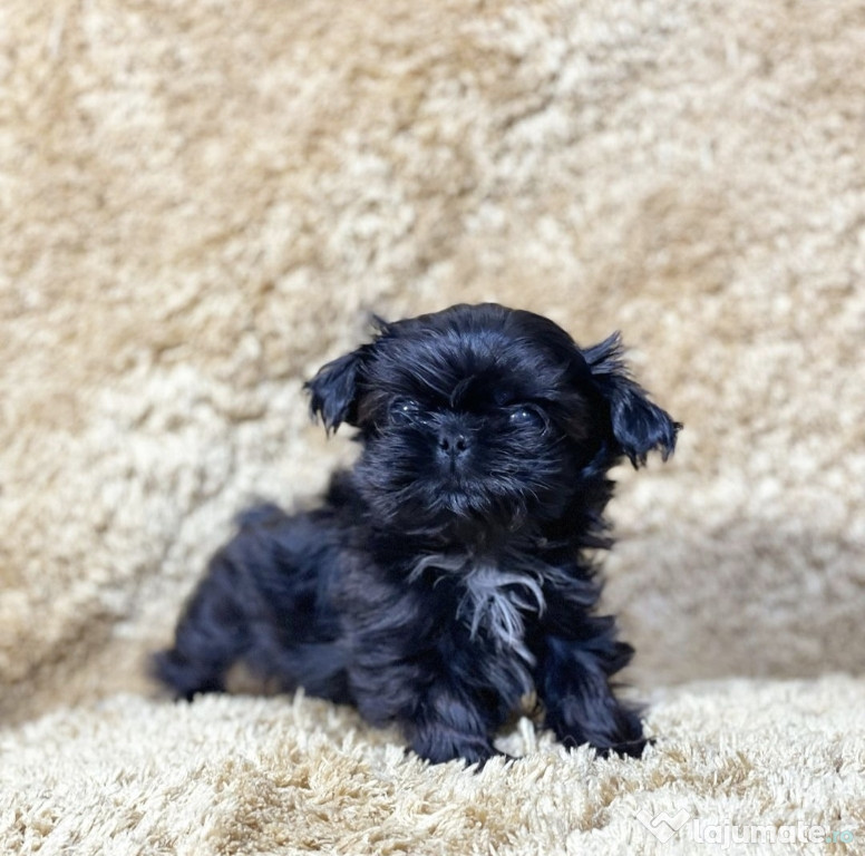 Shih Tzu/Shihtzu baietel/fetita