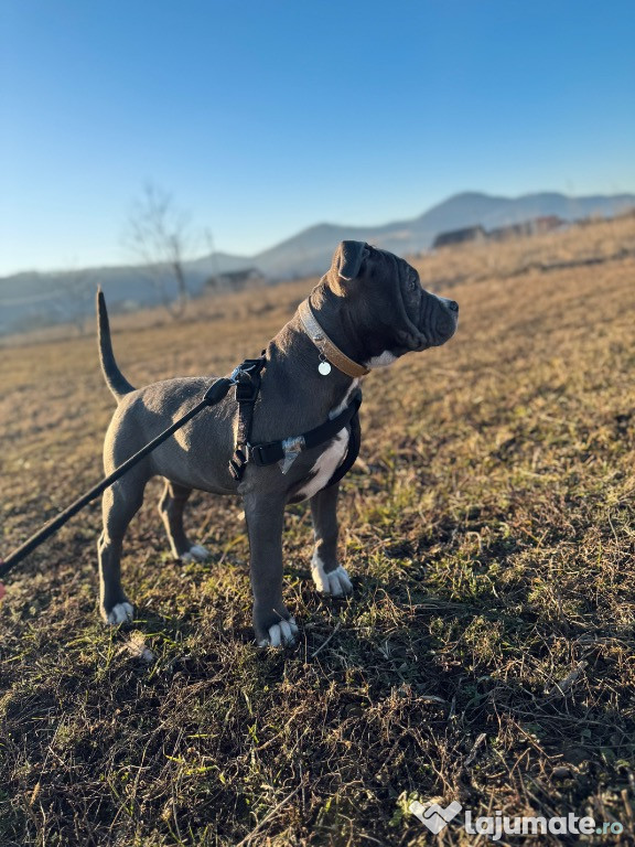 Blue amstaff femelă de vânzare