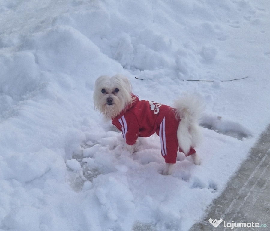 Bichon maltese mini Toy