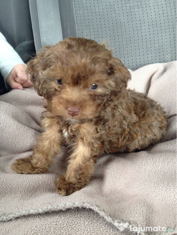 Maltipoo poodle mini toy