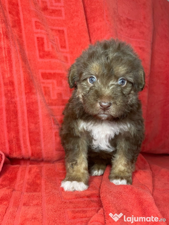 Maltipoo poodle mini toy