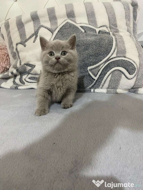 British shorthair pisoiași