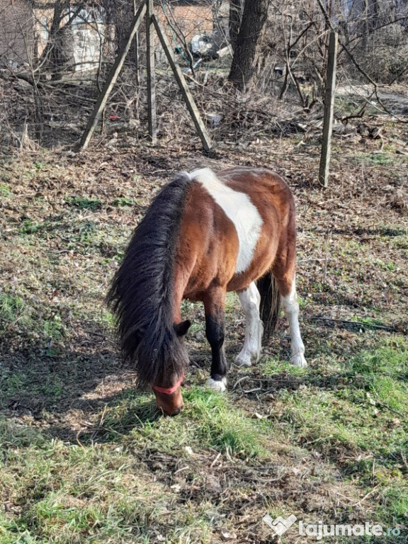 De vânzare ponei