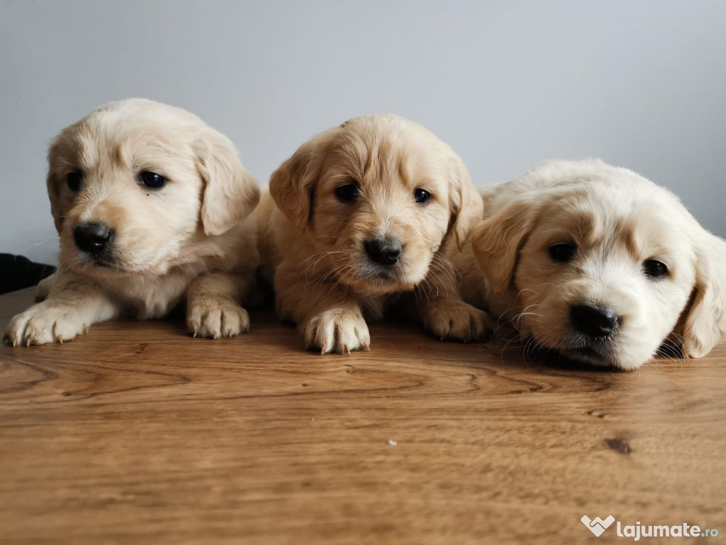 Golden Retriever