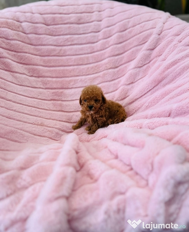 Poodle mini toy 280 de grame