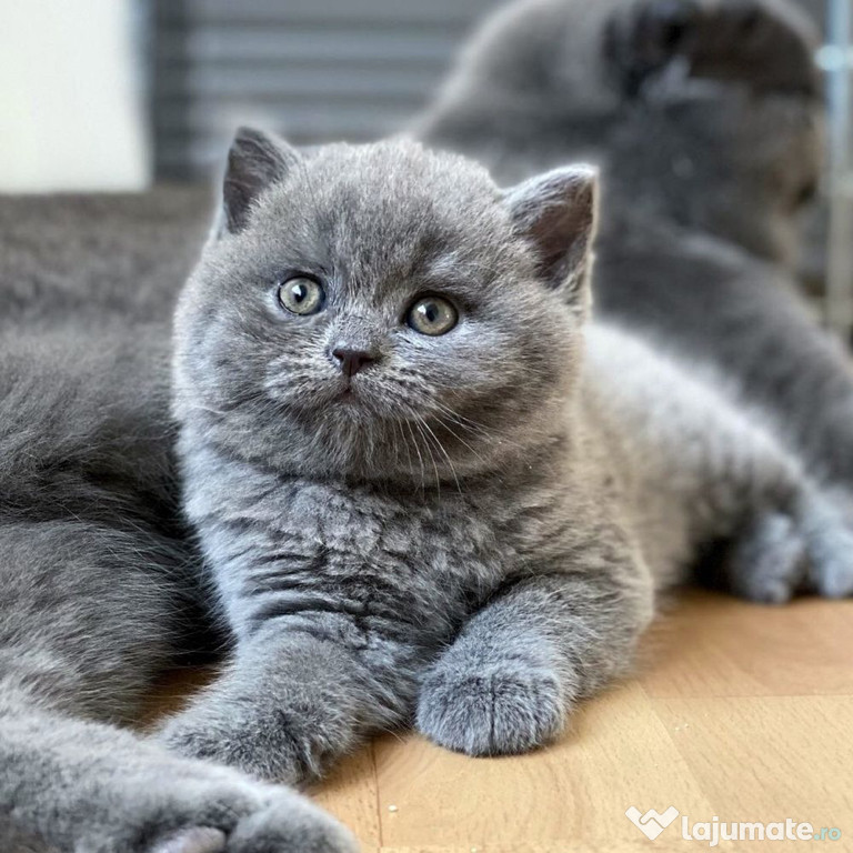 British shorthair pisoiași