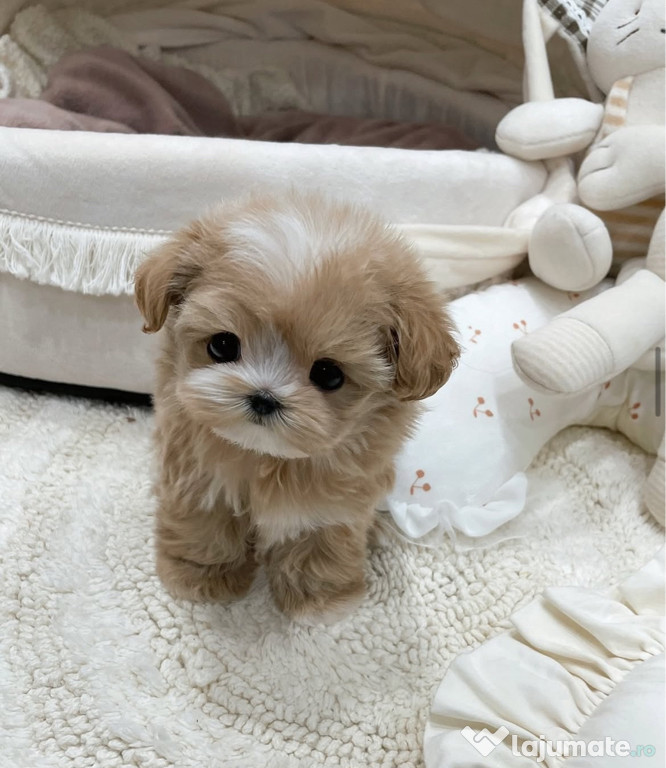 Exemplare de dimensiuni Mini , Maltipoo Toy