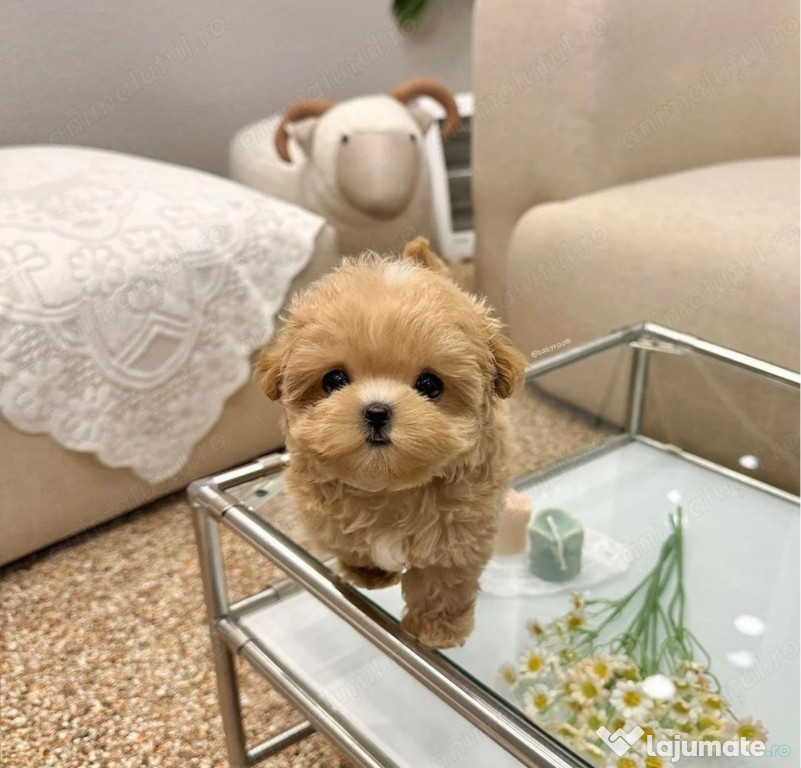 Maltipoo Mini Toy