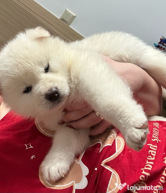 Akita Inu puiuț alb jucăuș