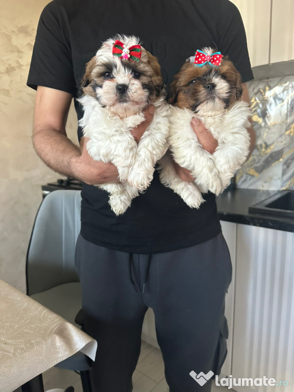 Shih tzu băieței și fetițe talie mica