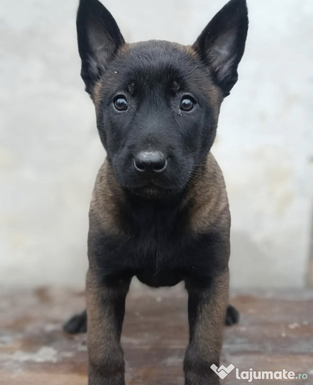 Ciobanesc Belgian/Malinois