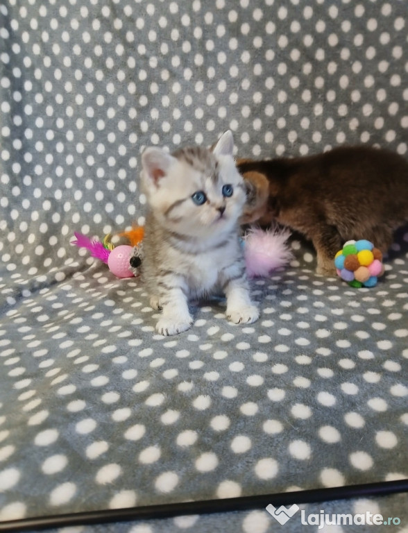 British shorthair puiuți superbi