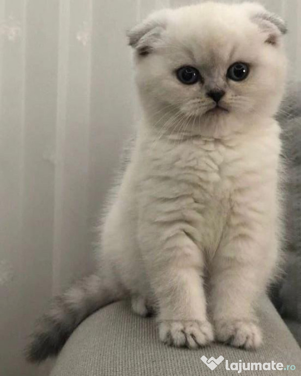 Scottish fold băieței și fetițe