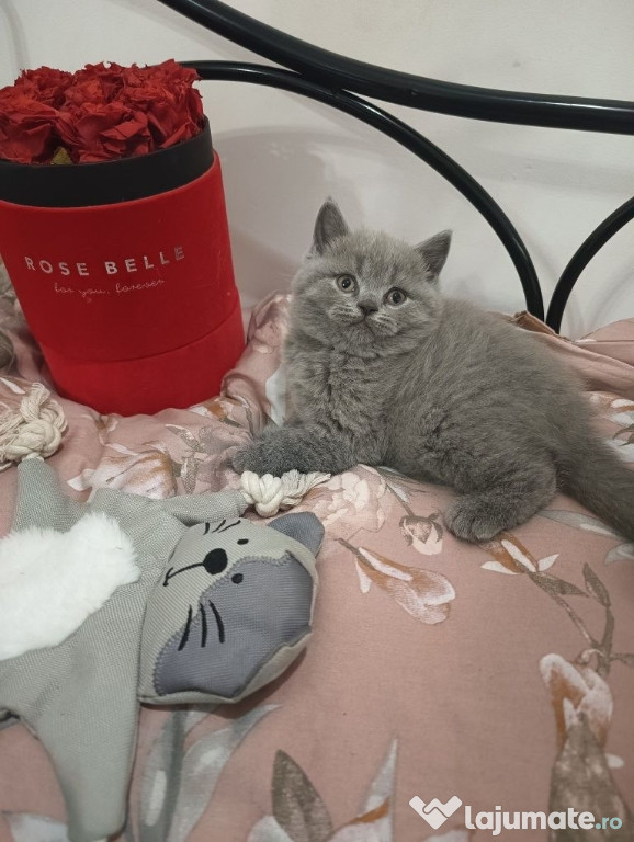 British shorthair puiuți