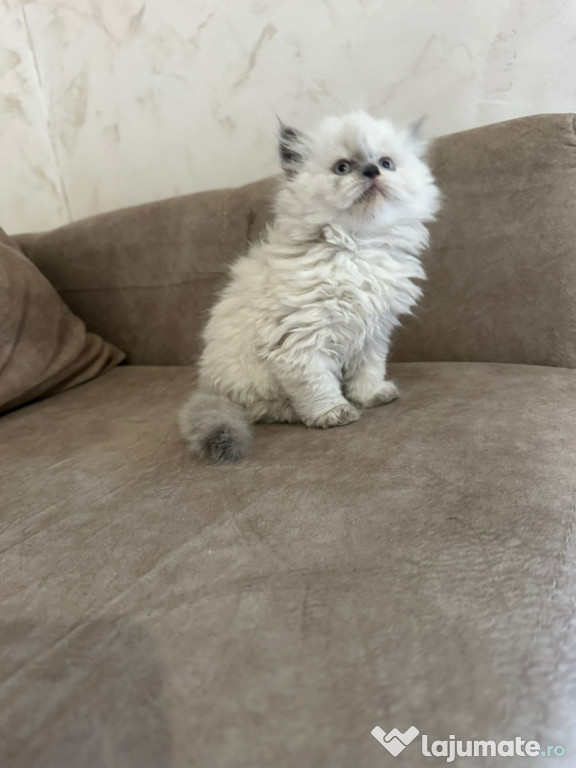 Ragdoll puiuți superbi