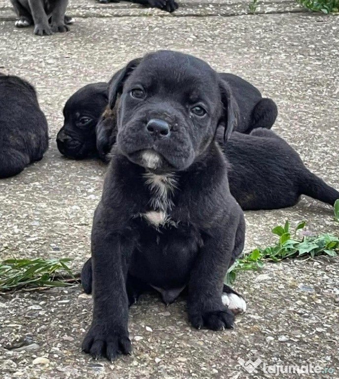 Cane Corso catelusi de vanzare