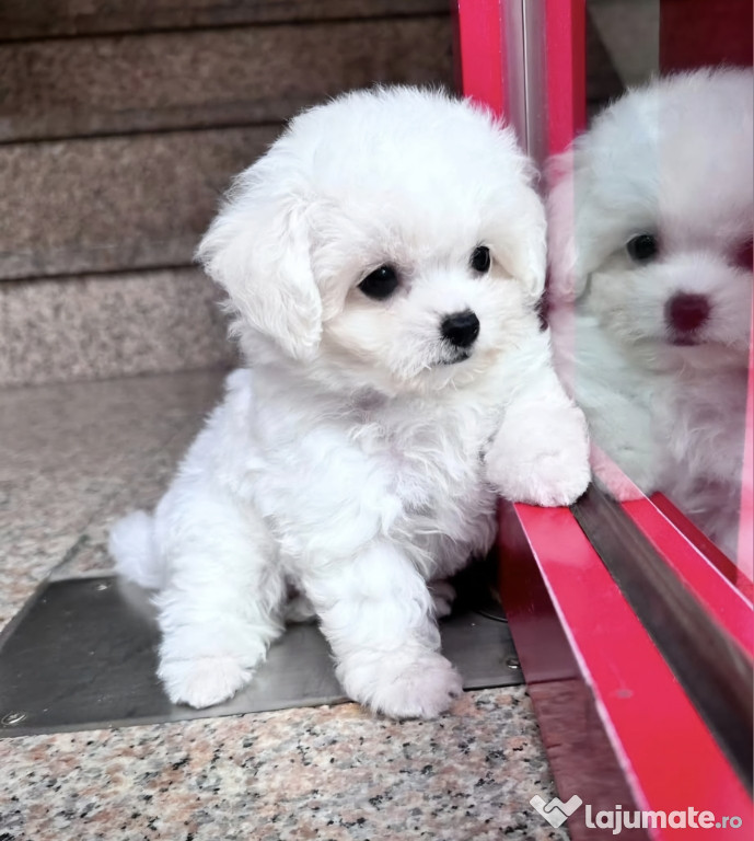 Bichon Maltez mini toy