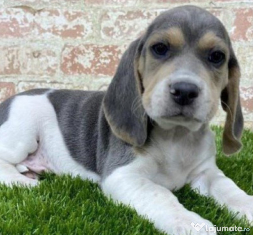 Pui Beagle tricolor blue raritate