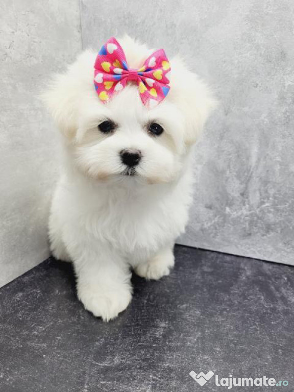 Bichon maltez alb