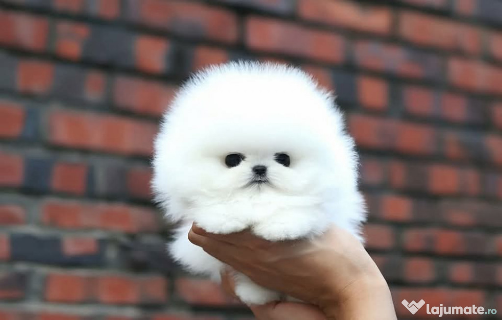 Pomeranian teacup boo