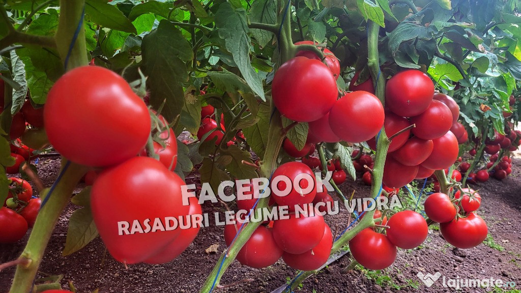 Rasaduri Legume | Rasad de Rosii / Tomate 2025