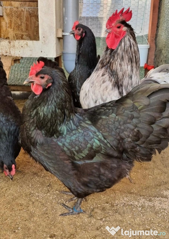 Familie Australorp 4+1