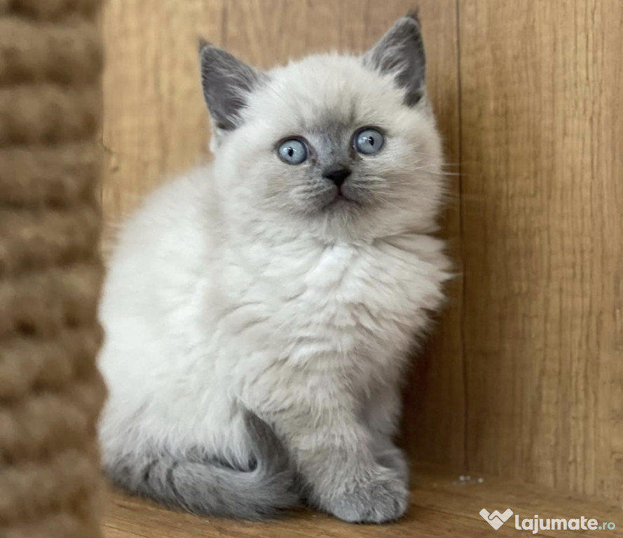 British ShortHair BluePoint superb