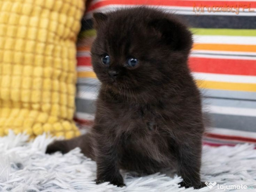 British Black frumoși