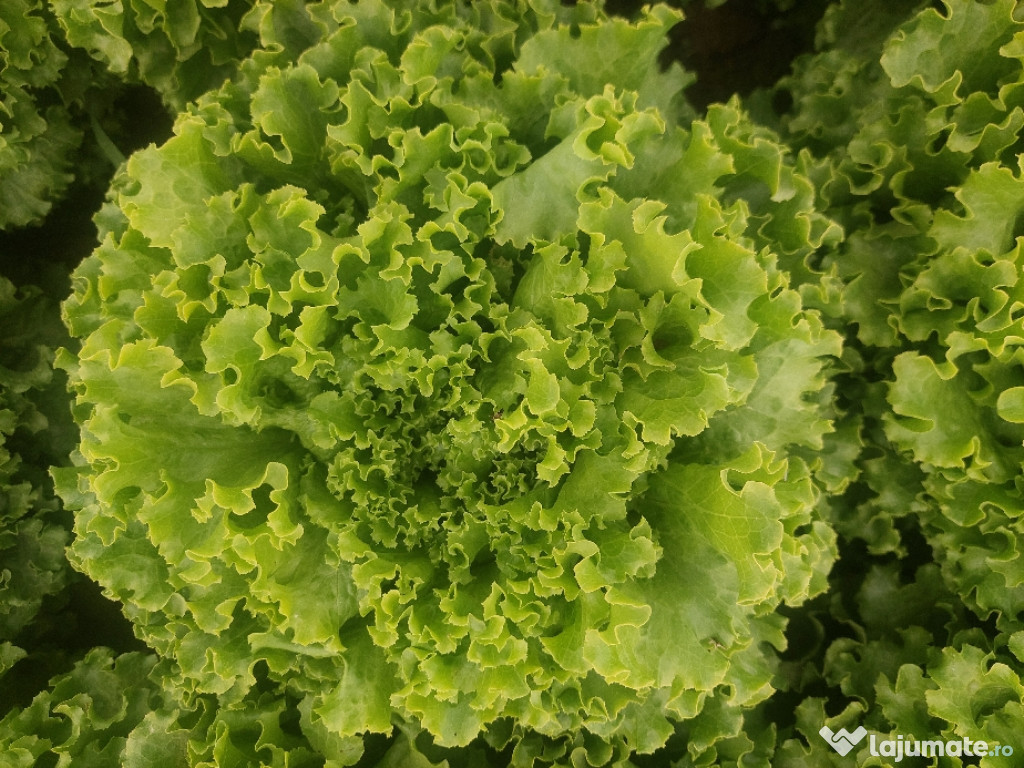 Salată creață de grădină