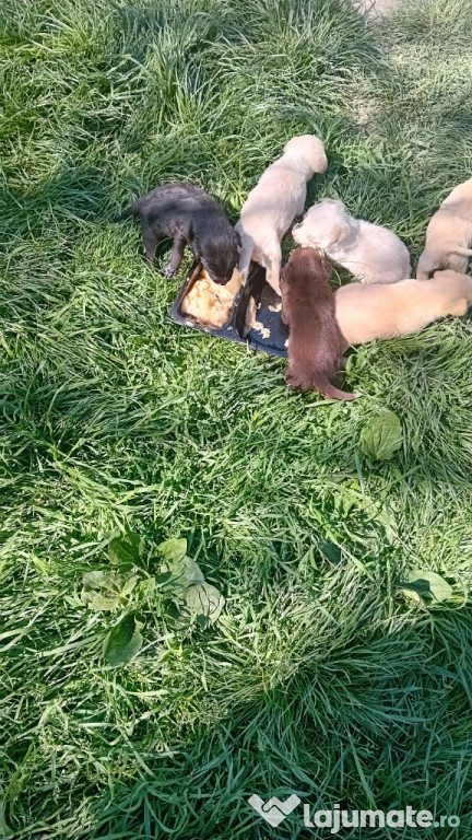 Donez câini de 3 luni au de șobolani
