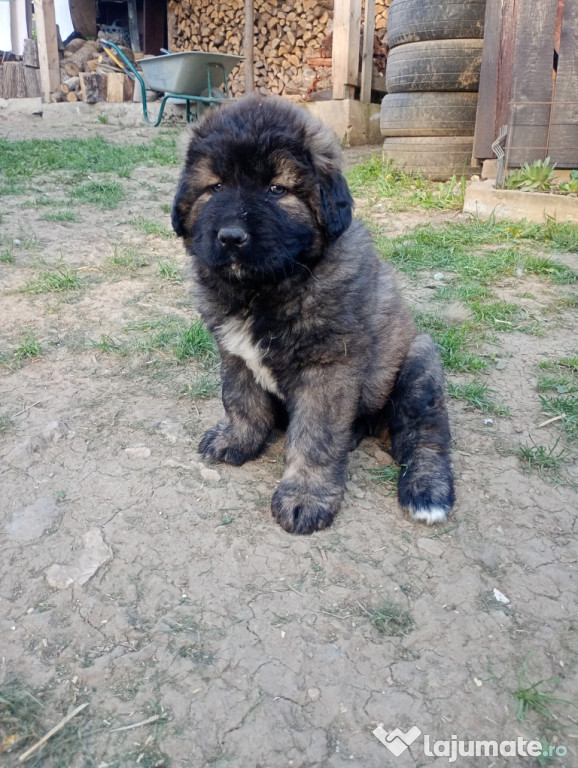 Masculi de Ciobanesc caucazian