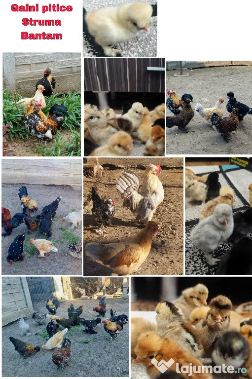 Oua incubat de la gaini pitice Struma Bantam