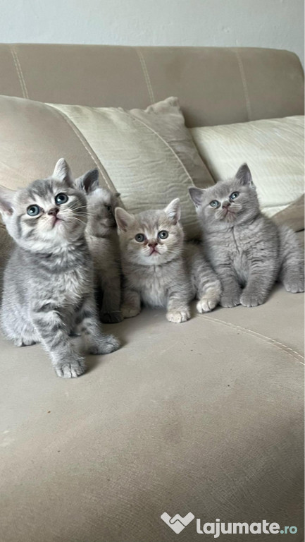 British shorthair pisoiasi
