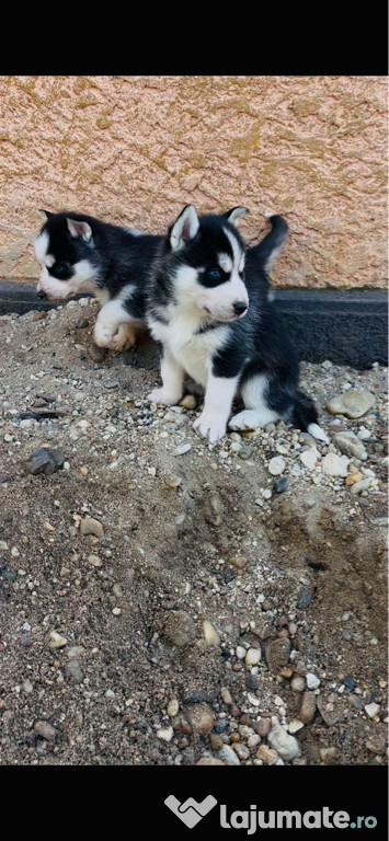 Husky siberian pui