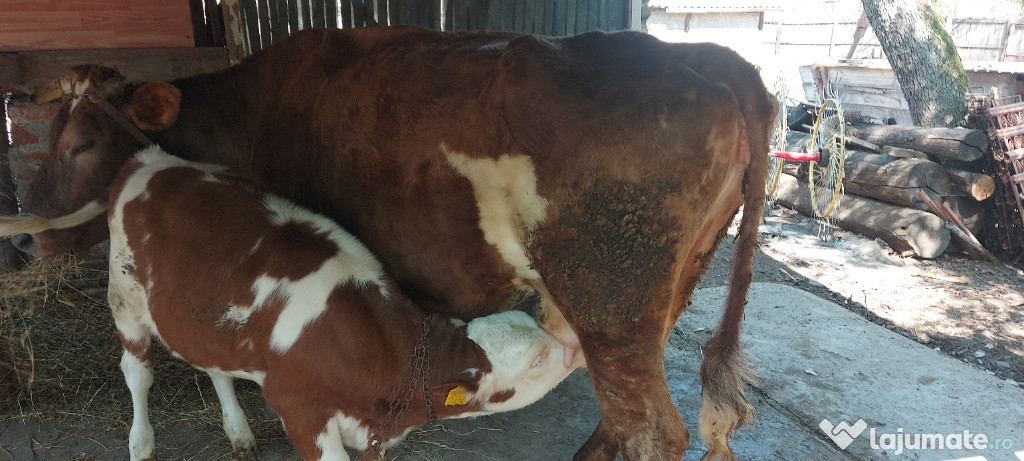 Vaca tânără de vanzare