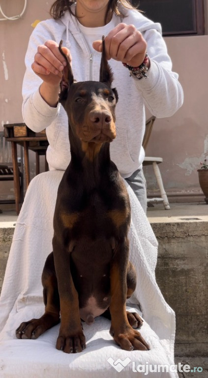 Pui de Doberman – mascul